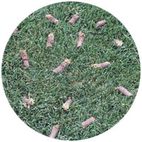 Fairmont turfgrass aeration and seeding