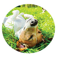 Fairmont flea and tick control