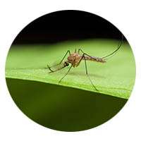 Fairmont mosquito control