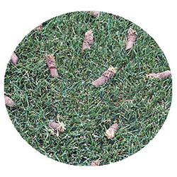 Fairmont spring touch aeration and seeding