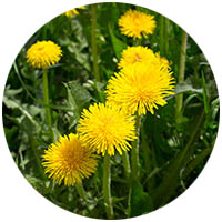 Fairmont grass weed control